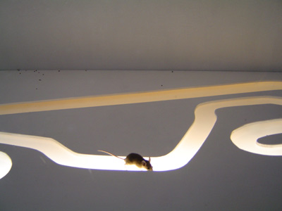 http://www.privatelektro.de/bilder/kunstpics/aufStrecke.jpg